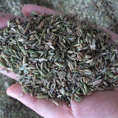 天盛茴香籽 品质背后的千味传奇，从批发市场到火锅调味的工业化破局者